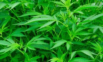 cannabis plants close up