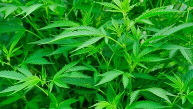 cannabis plants close up
