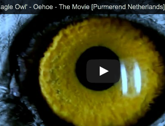 Video: Purmerend eagle owl stars in horror film.