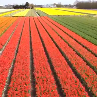 Video: drone flight over the Dutch tulip fields
