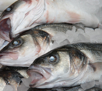 How a Dutch violin maker is confronting illegal fishing