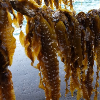 Pioneering Dutch enterprise sets out to put seaweed on the table