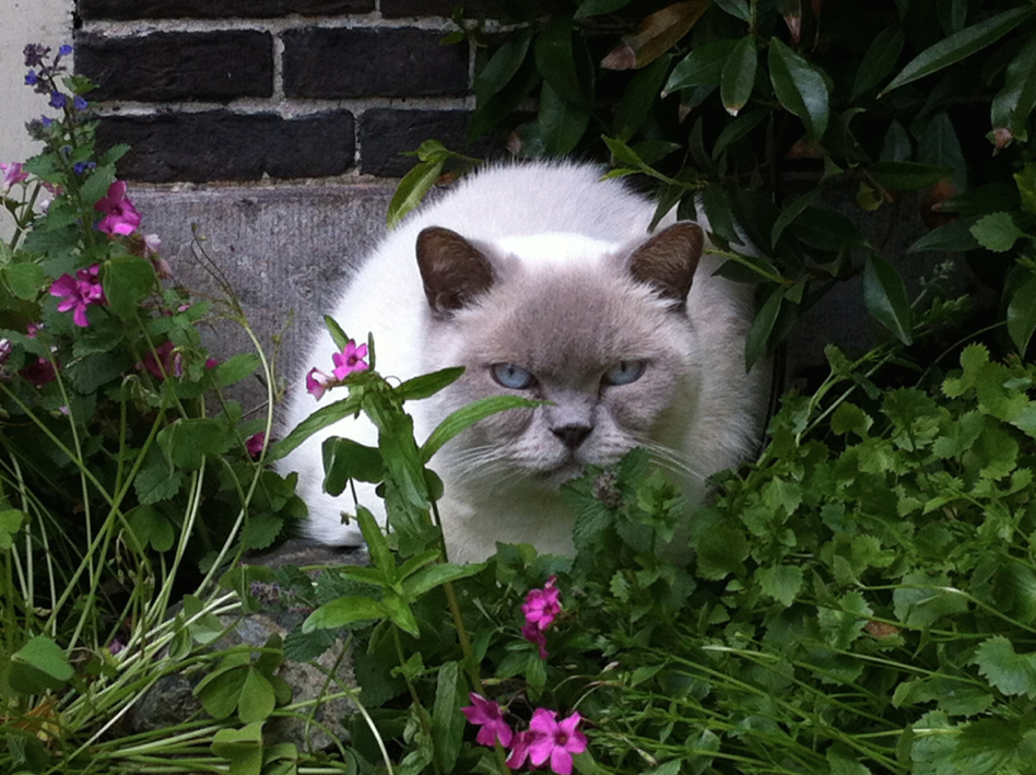 Cats are major and it is illegal to let them roam, researchers - DutchNews.nl