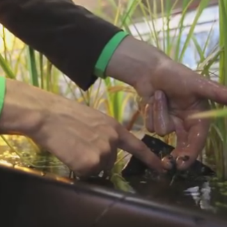 Dutch ‘paddy power’ pulls electricity from rice fields