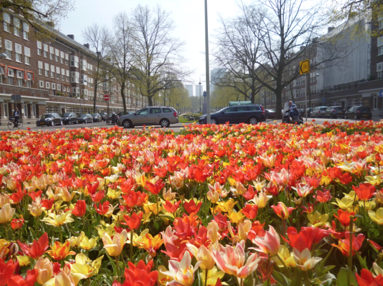 Keukenhof Flower Gardens Won T Open This Year Tulip Festival Also