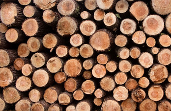 timber-wood-e1436947363807.jpg