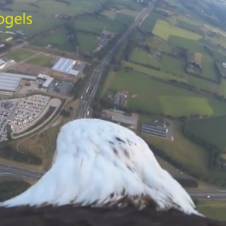 A white-tailed eagle’s view of Gelderland