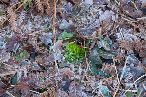 Green moss, fallen leaves and bracken covered with light frost