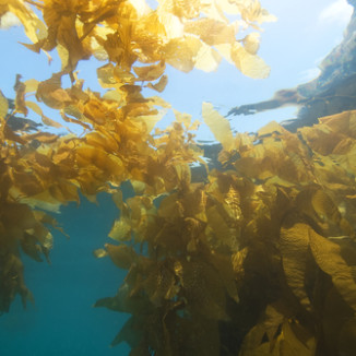 Dutch weed: the sustainable protein of the future (seaweed, that is)