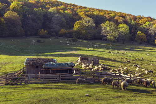 Sheepfold and grazing sheep flock