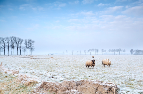 sheep outdoors on winter pasture