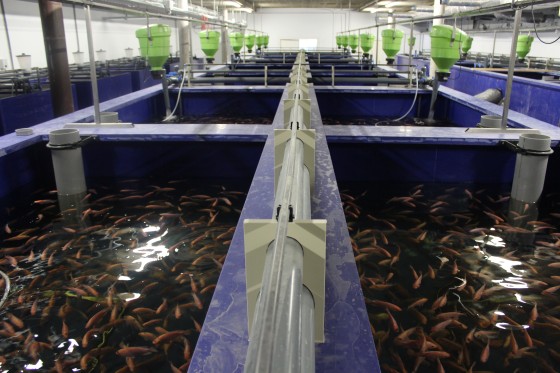 The top floor fish room. Photo: Urban Farmers