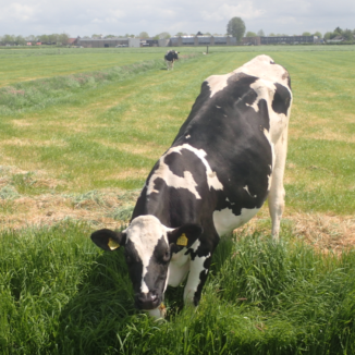 Poo power: Dutch dairy industry launches €150m biogas project