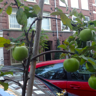 Green fingers in the city: urban farming in Amsterdam