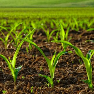 Dutch agriculture is not a beacon of good farming practice to the world