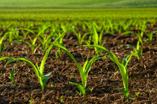 corn-field-young-plants-farm.jpg