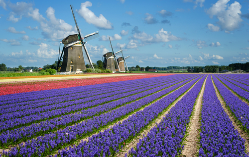  Moulins à vent dans les champs de bulbes néerlandais.