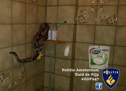 python in toilet