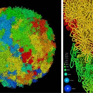 Erasmus scientist plays crucial role in genetics breakthrough
