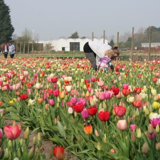 Flower power: Nine ways to get your tulip fix this spring