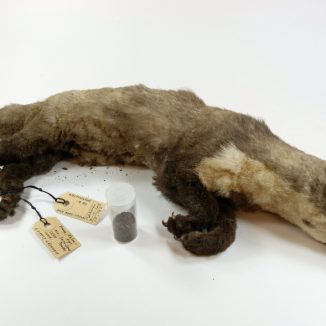 From a hedgehog with a sweet tooth to a rapist duck: 11 dead animals