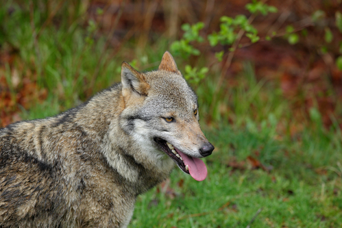 rivier De controle krijgen terug Not so big and bad: wolves caused just 0.2% of damage to fauna last year -  DutchNews.nl