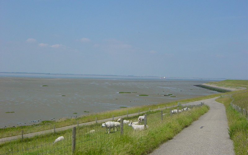 Gezondheidsdienst zegt geen vis te eten, garnalen gevangen in Westerschelde