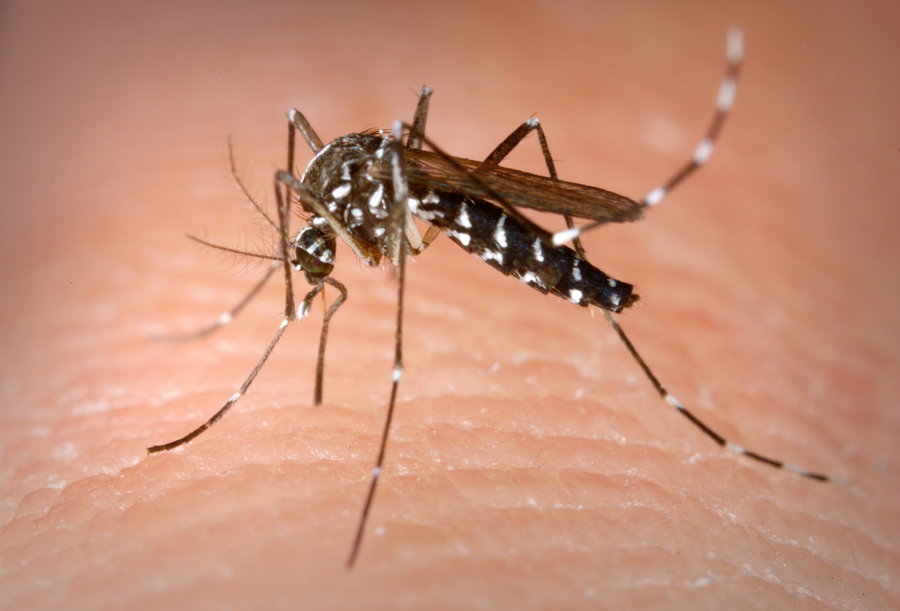 Everyone can help prevent the spread of tiger mosquito: watchdog