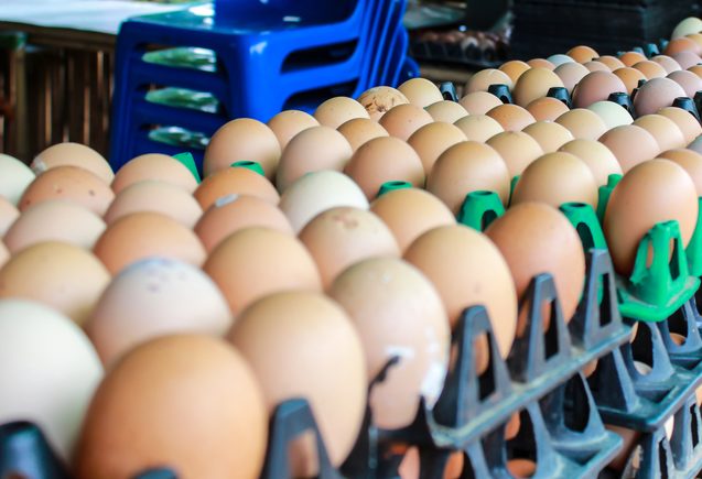 Close-up of eggs in packaging