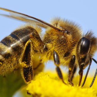 Bees are dying at an alarming rate. Amsterdam may have the answer
