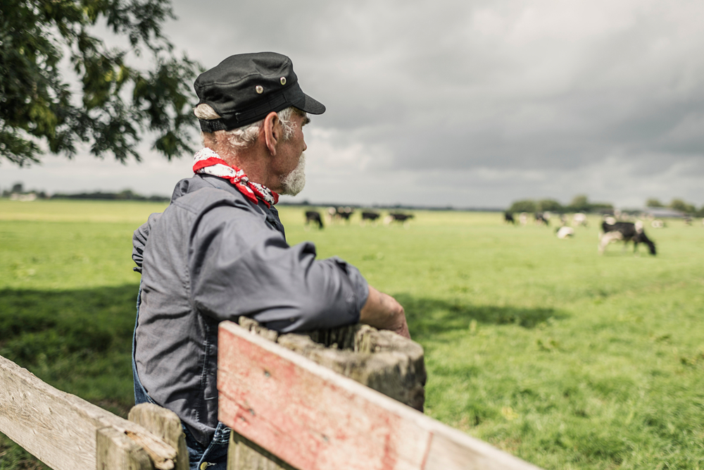 elderly-farmer-watching-cows.jpg