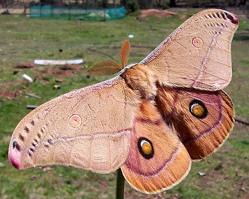 A polyphemus moth