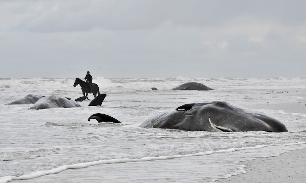 Multiple Causes For 2016 Sperm Whale Mass Strandings Scientists Say Dutchnews Nl Whale and dolphin conservative society. multiple causes for 2016 sperm whale