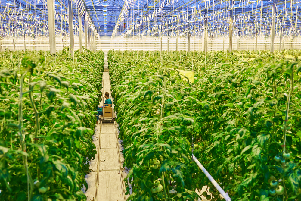 https://www.dutchnews.nl/wpcms/wp-content/uploads/2018/09/Factory-farm-tomatoes-greenhouse.jpg