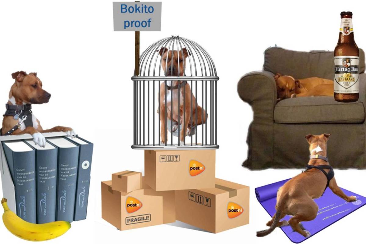 Photomontage for DutchNews podcast featuring Trouby the dog variously in a cage on top of a stack of PostNL boxes with a Bokito Proof sign, in a harness on a yoga mat, asleep on a sofa beside a bottle of Hertog Jan Bastaard beer, and on top of a pile of Van Dale dictionaries with a banana in the foreground.