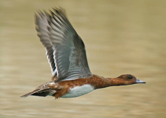 Eurasian wigeon in flight