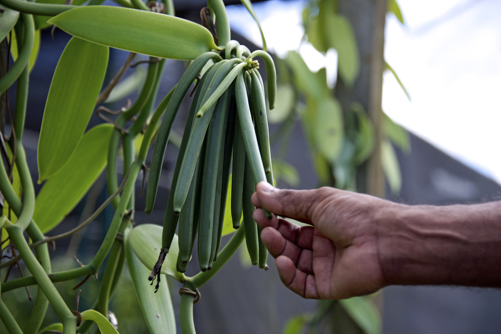 Ironisch toespraak Nog steeds Dutch efforts to grow vanilla commercially flop - DutchNews.nl