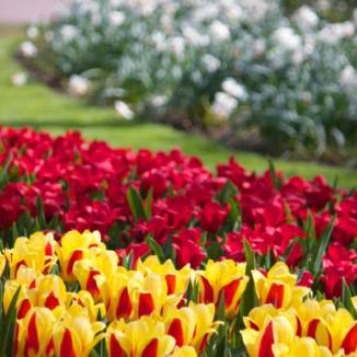 Blogwatching: Keukenhof, the Netherlands