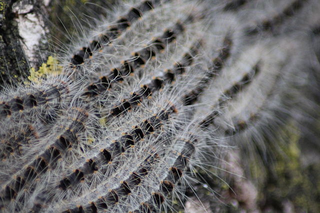 oak processionary caterpillar