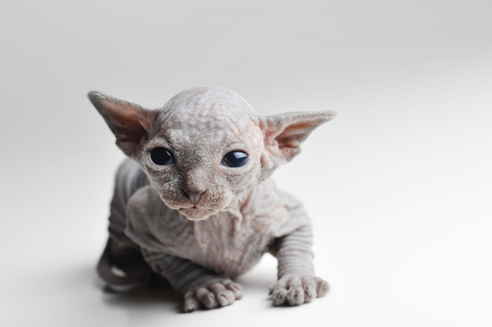 sad hairless cat