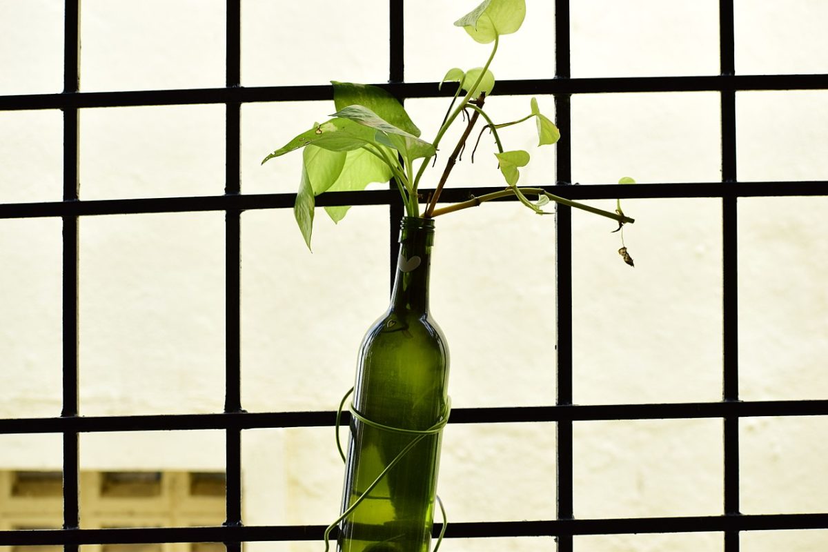 Plant in wine bottle in office setting