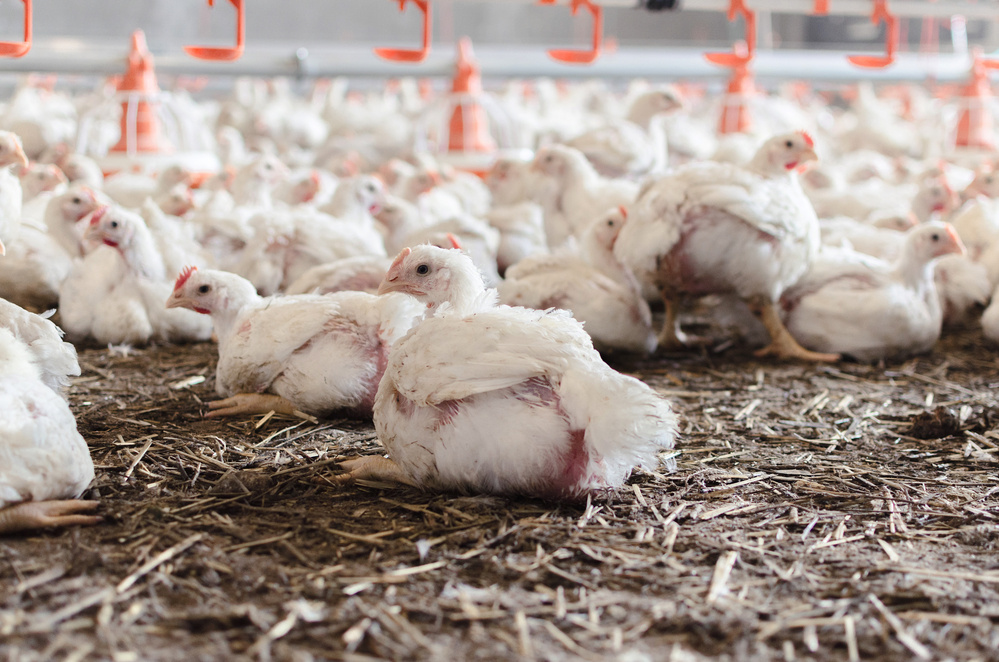 Pilot to combat bird flu starts at commercial poultry farm