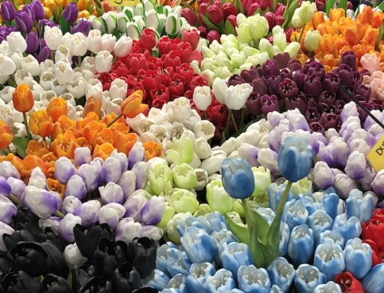 Plastic tulips are more likely to bloom. Photo: Senay Boztas