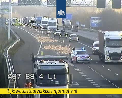 A67 motorway after lorry sheds load of pig carcasses.