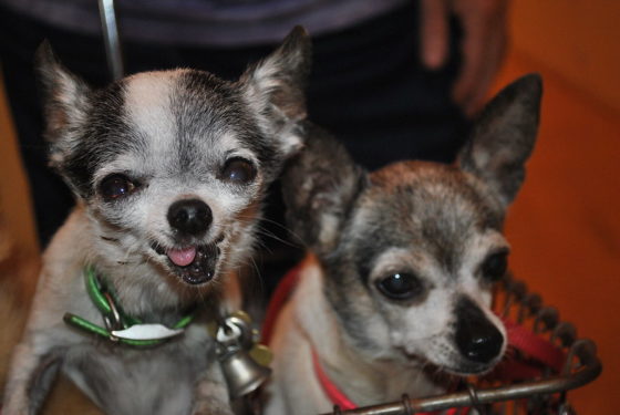 Two happy looking chihuahuas