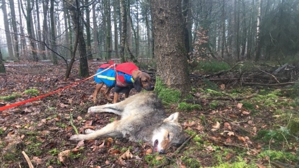 Young Wolf Killed By Car In Gelderland May Be Part Of Veluwe Family Dutchnews Nl