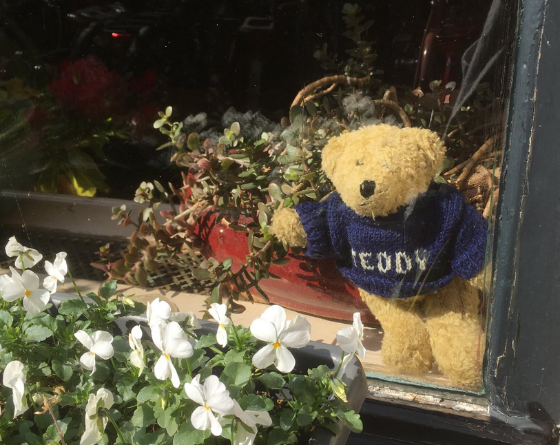 teddy in