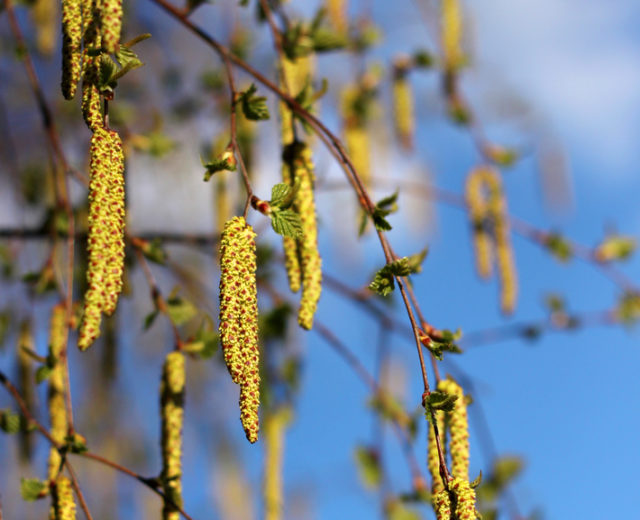 Ash and birch trees in flower, hay fever can be confused with corona
