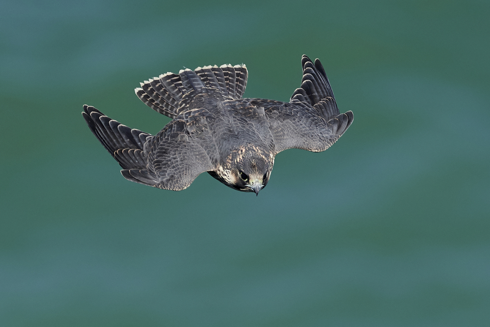 Peregrine falcon in flight