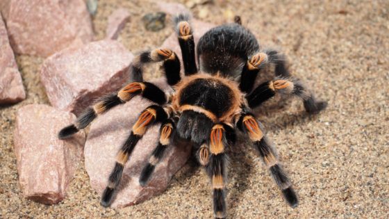 https://www.dutchnews.nl/wpcms/wp-content/uploads/2020/05/tarantula-credit-jake-heckey-pixabay-560x315.jpg